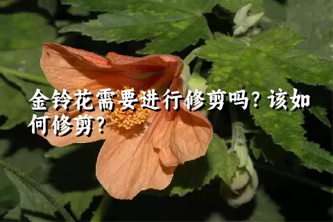 金铃花需要进行修剪吗？该如何修剪？