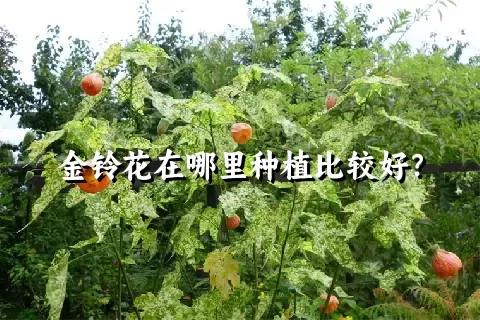 金铃花在哪里种植比较好？