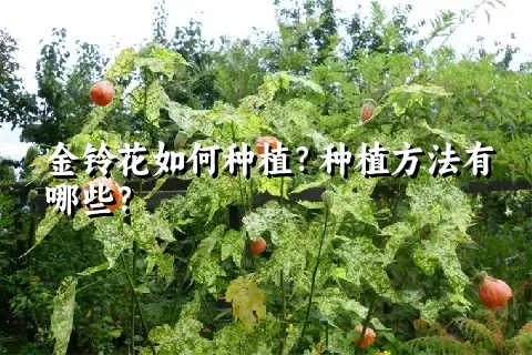 金铃花如何种植？种植方法有哪些？