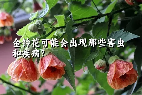 金铃花可能会出现那些害虫和疾病？