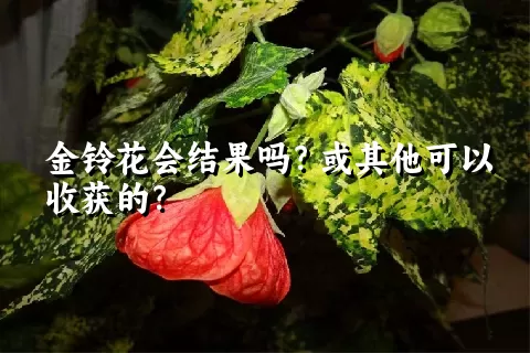 金铃花会结果吗？或其他可以收获的？