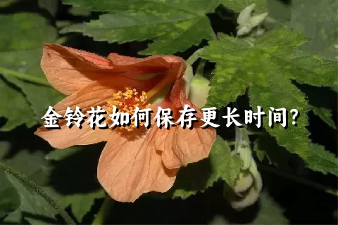 金铃花如何保存更长时间？