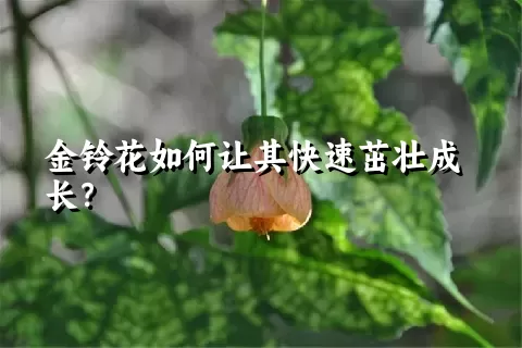 金铃花如何让其快速茁壮成长？