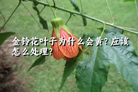 金铃花叶子为什么会黄？应该怎么处理？