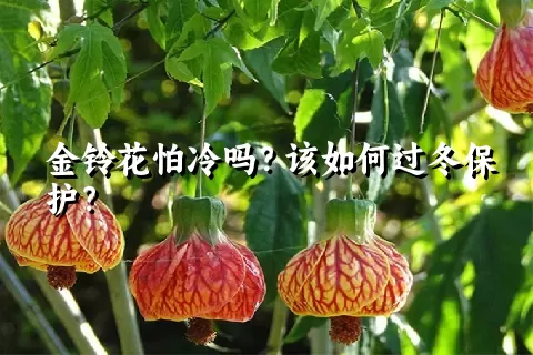 金铃花怕冷吗？该如何过冬保护？