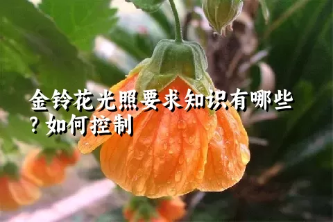 金铃花光照要求知识有哪些？如何控制