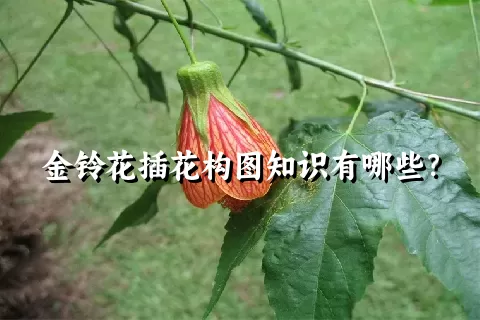 金铃花插花构图知识有哪些？