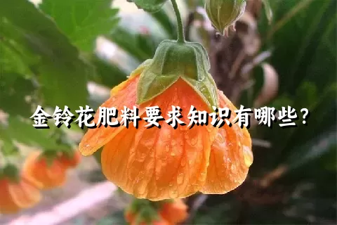 金铃花肥料要求知识有哪些？