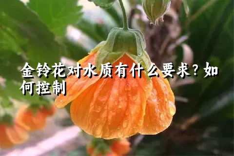 金铃花对水质有什么要求？如何控制