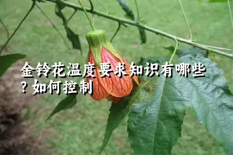 金铃花温度要求知识有哪些？如何控制