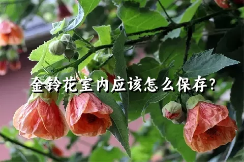 金铃花室内应该怎么保存？