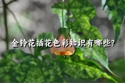 金铃花插花色彩知识有哪些？