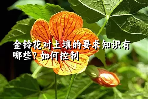 金铃花对土壤的要求知识有哪些？如何控制