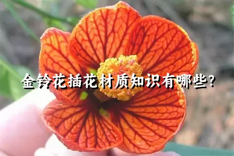 金铃花插花材质知识有哪些？