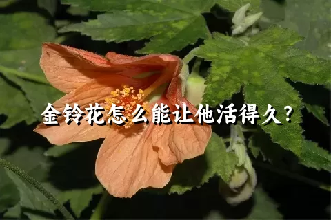 金铃花怎么能让他活得久？