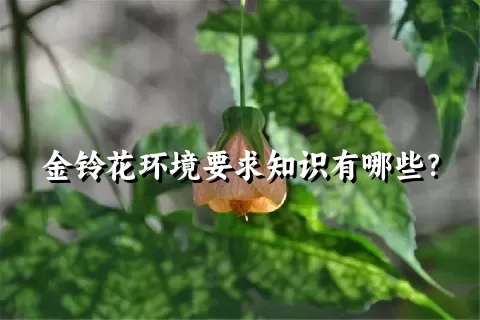 金铃花环境要求知识有哪些？