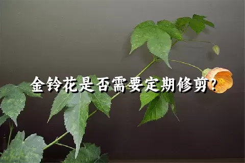 金铃花是否需要定期修剪？