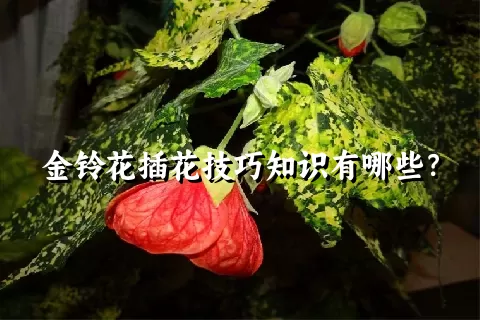 金铃花插花技巧知识有哪些？