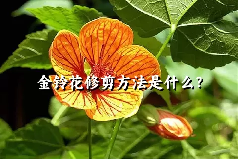 金铃花修剪方法是什么？