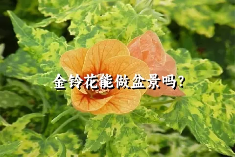 金铃花能做盆景吗？