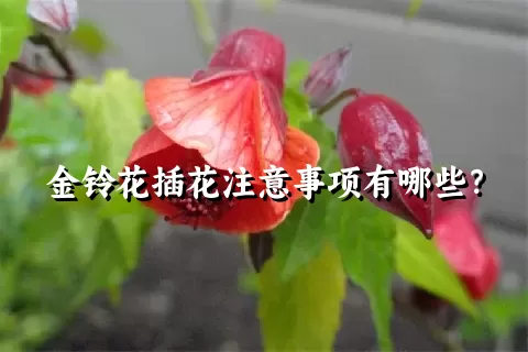 金铃花插花注意事项有哪些？