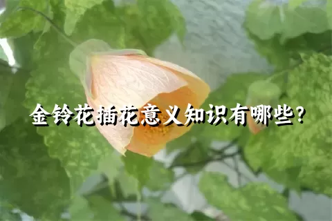 金铃花插花意义知识有哪些？