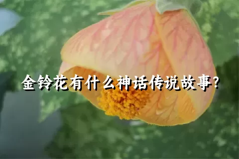 金铃花有什么神话传说故事？