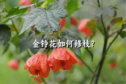 金铃花如何修枝？