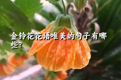 金铃花花语唯美的句子有哪些？