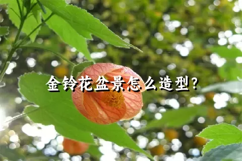 金铃花盆景怎么造型？