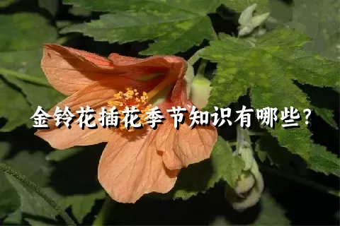 金铃花插花季节知识有哪些？