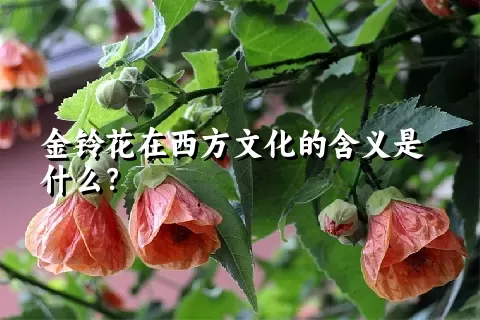 金铃花在西方文化的含义是什么？