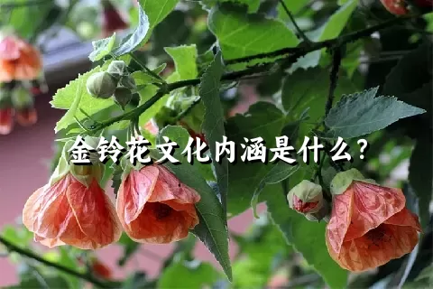 金铃花文化内涵是什么？