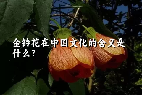 金铃花在中国文化的含义是什么？