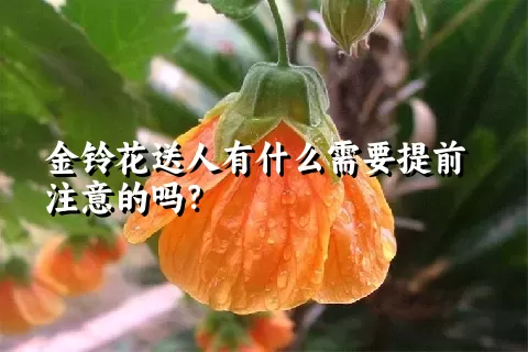 金铃花送人有什么需要提前注意的吗？