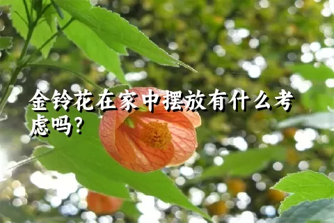 金铃花在家中摆放有什么考虑吗？