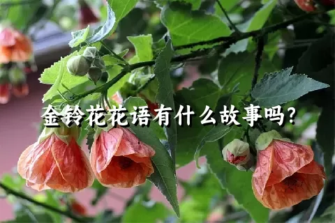 金铃花花语有什么故事吗？