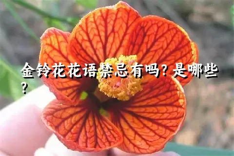 金铃花花语禁忌有吗？是哪些？