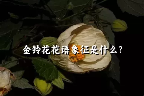 金铃花花语象征是什么？