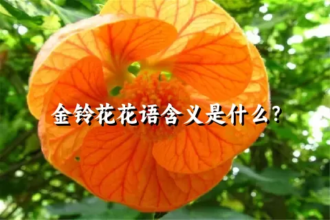 金铃花花语含义是什么？