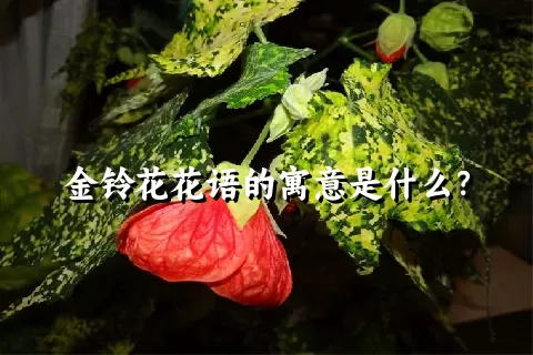 金铃花花语的寓意是什么？