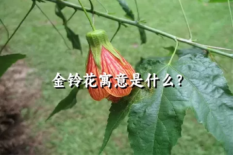 金铃花寓意是什么？