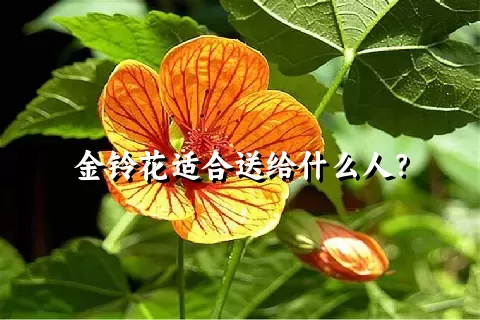 金铃花适合送给什么人？