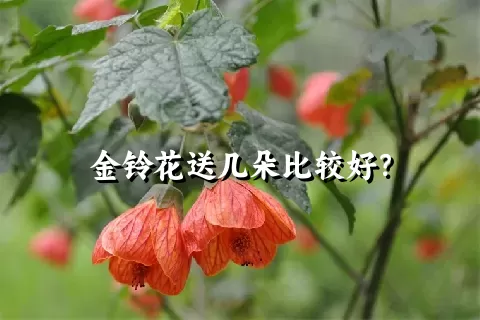 金铃花送几朵比较好？