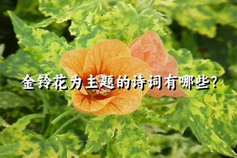 金铃花为主题的诗词有哪些？