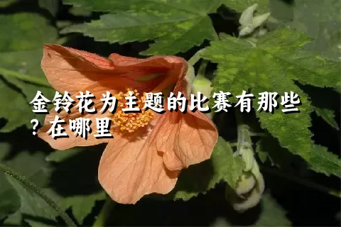 金铃花为主题的比赛有那些？在哪里