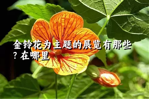 金铃花为主题的展览有那些？在哪里