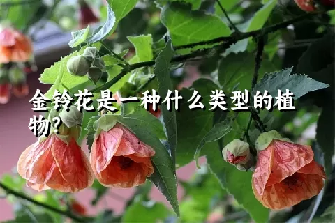 金铃花是一种什么类型的植物？