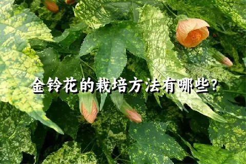 金铃花的栽培方法有哪些？