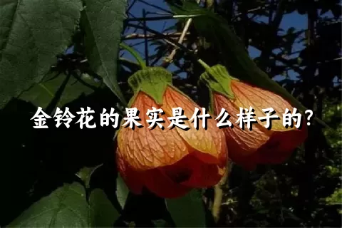 金铃花的果实是什么样子的？